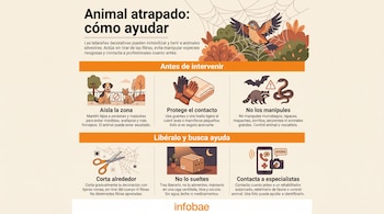 Infografía con ilustraciones de un ave enredada en una telaraña decorativa, tijeras, guantes, animales silvestres, una caja y un teléfono.
