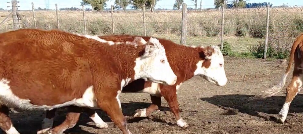 vacas