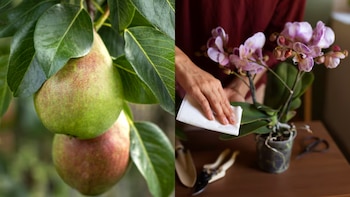 Programar el aporte de abonos