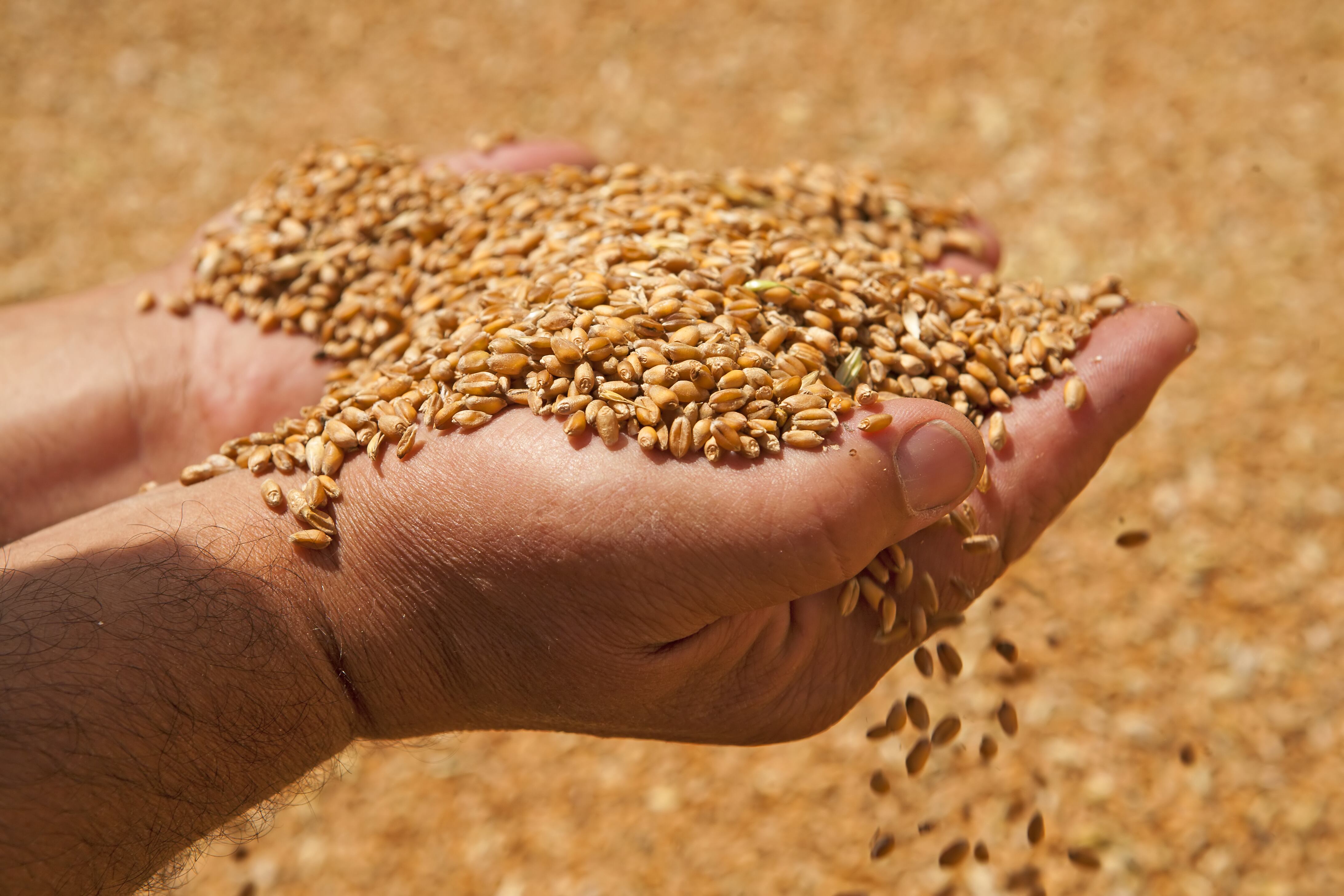 La estrategia de fortificación busca combatir deficiencias nutricionales que afectan a millones de colombianos desde la infancia hasta la adultez - crédito AP
