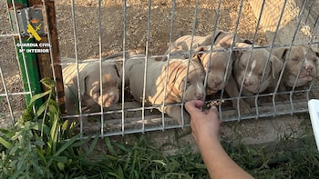 Detienen a 14 personas por comercializar perros con amputaciones ilegales de orejas y rabo en toda España