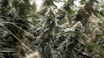 Aumentan un 16% las emergencias por un peligroso síndrome ligado al consumo de marihuana