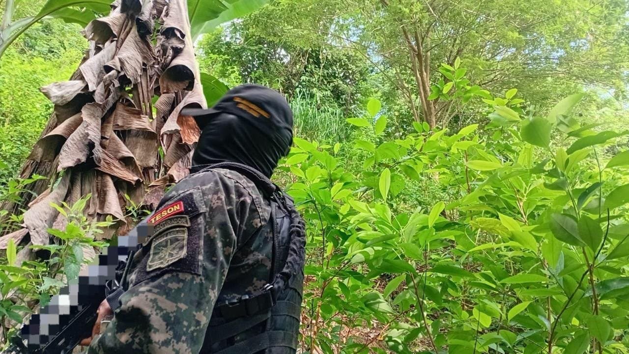 El cultivo estaba ubicado en un área aproximada de una manzana y media de terreno en el sector de Campamento. (Foto: Fuerzas Armadas)