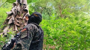El cultivo estaba ubicado en un área aproximada de una manzana y media de terreno en el sector de Campamento. (Foto: Fuerzas Armadas)