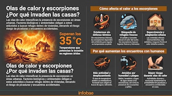 Infografía en español que explica por qué los escorpiones invaden las casas durante las olas de calor, con ilustraciones de arácnidos, un sol intenso y viviendas.
