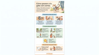 Infográfico com fotos de pessoas passeando gatos com arreios e coleiras e vinhetas com dez dicas para a atividade.