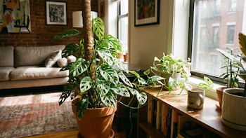 La Monstera Adansonii: la planta con hojas agujereadas que es furor en TikTok