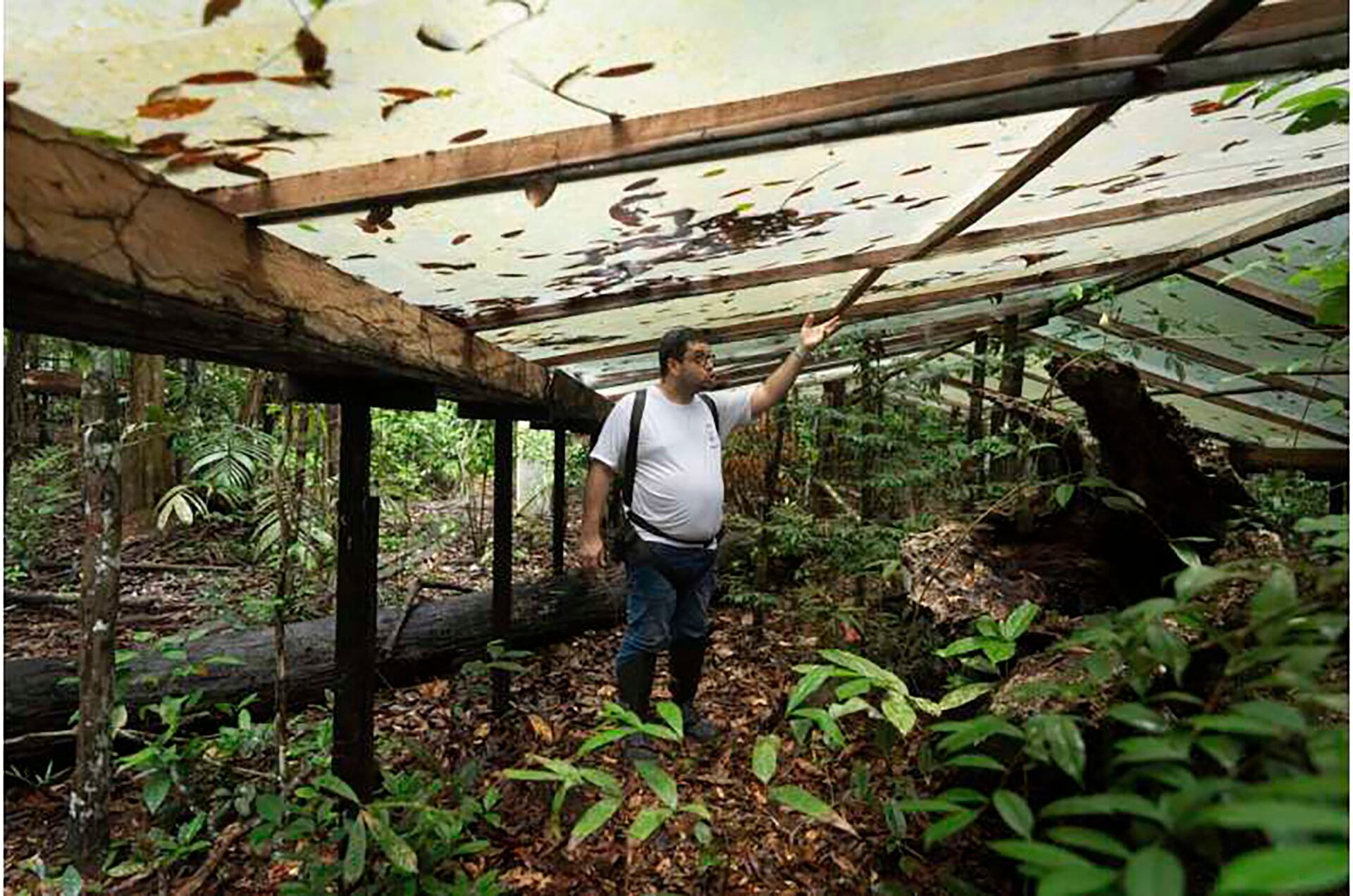 La instalación de miles de paneles para desviar lluvia transformó una hectárea de selva en una réplica controlada del clima que podría dominar el siglo XXI (AP)