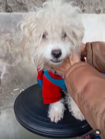 El perrito está esterilizado,