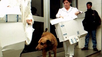 Canelo, la historia del perro