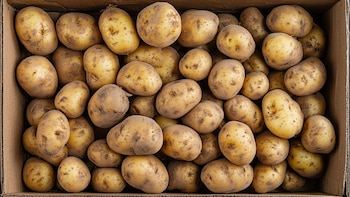 La sequía amenaza la cosecha de papas en Bélgica y pone en jaque el plato más popular del país