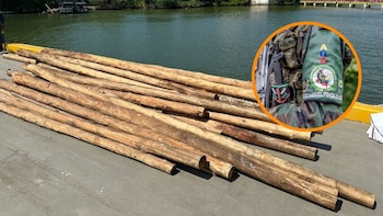El negocio oculto que tendría el Clan del Golfo con la madera en el Chocó: sus redes criminales llegan hasta Europa