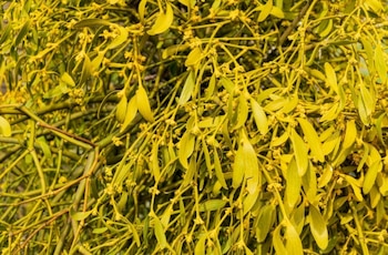 Esta planta, que crece sobre