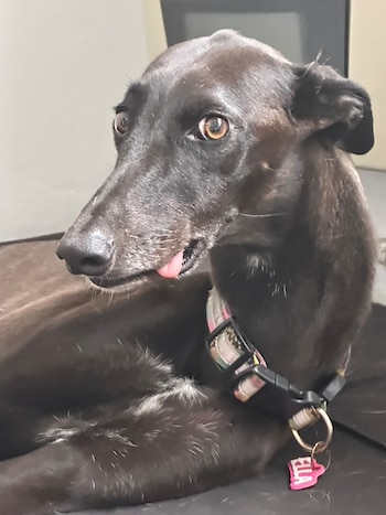 "Ella", la perra de raza