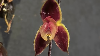 Una pequeña orquídea de flores rojizas sorprende a científicos en Perú: qué significa su nombre y dónde fue descubierta