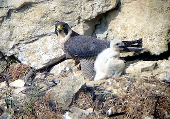 Un halcón peregrino adulto de plumaje gris y blanco, junto a un polluelo de halcón blanco con el pico abierto, en un nido entre rocas