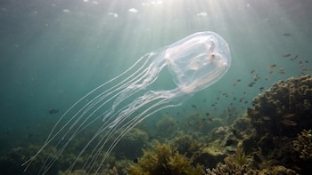 Descubren la medusa más letal del mundo: una cazadora silenciosa que puede matar en cuestión de minutos