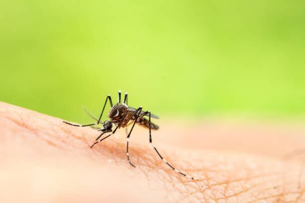 Mosquito que provoca la Fiebre Amarilla | Crédito iStock