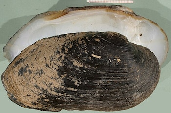 Concha de margaritona, 'Margaritifera auricularia'.