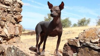 El perro sin pelo del