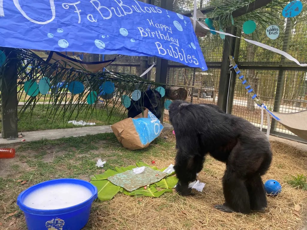 Bubbles celebró su cumpleaños número 40 en el santuario. (Facebook)