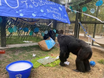 Bubbles celebró su cumpleaños número 40 en el santuario. (Facebook)