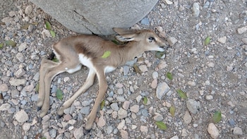 Mueren cuatro gacelas en peligro