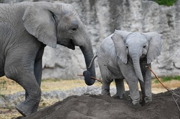 Nacen 4 Elefantes en Pueblña