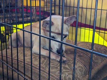 Los perritos de la feria