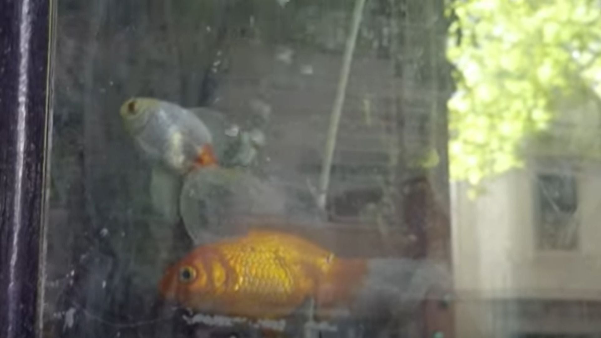 La justicia porteña ordenó el rescate de los peces dorados de un restaurante de sushi de Recoleta por las condiciones inadecuadas de la pecera (Jaulas Vacías)