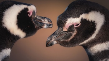 El streaming de los pingüinos: