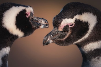 El monitoreo remoto se realiza