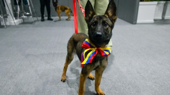 Venezuela dona a México una perrita por labores de búsqueda