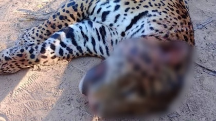 Cazaron y carnearon a uno de los últimos yaguaretés de Formosa: hay un detenido