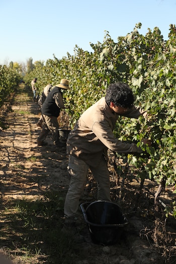 Varios trabajadores agrícolas con ropa de trabajo recogen uvas manualmente de hileras de viñedos verdes bajo un cielo azul claro, con cubos negros en el suelo