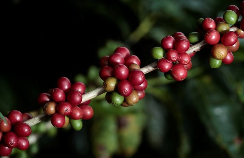Café Britt es una de las marcas de café gurmé más emblemáticas de Costa Rica. Famosa por sus granos 100% arábigos de alta montaña, ofrece café de origen único de regiones como Tarrazú, Tres Ríos y Poás, además de chocolates artesanales y licoresREUTERS/Juan Carlos Ulate - RC19047BB0E0