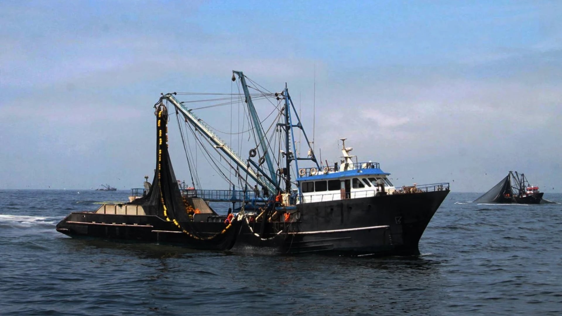 La medida apunta a preservar la capacidad reproductiva de la anchoveta y contribuir a la recuperación de su población, debido al alto porcentaje de ejemplares juveniles. Foto: Andina
