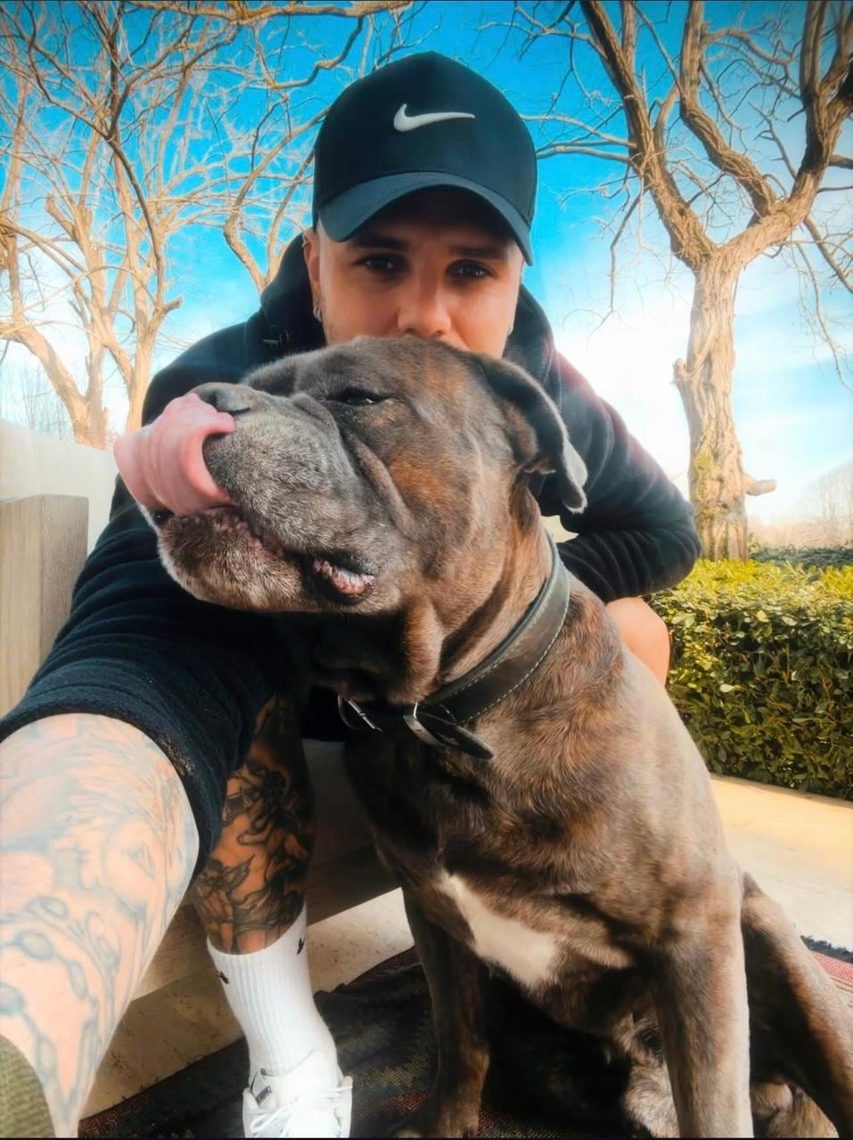 Ejemplares de Cane Corso pueden alcanzar hasta 71 centímetros de altura a la cruz y superar los 45 kilos, sumando musculatura poderosa y una mandíbula robusta, rasgos que han llamado la atención en las redes