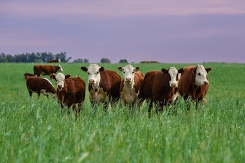 El precio de la carne