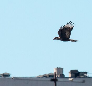 Avistamiento de ave sobre las