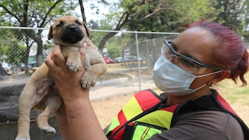 Refugio animal de la