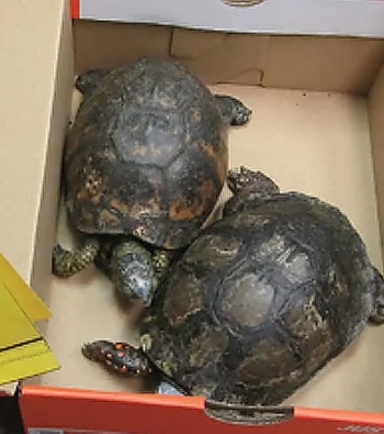 Dos tortugas con caparazones oscuros dentro de una caja de cartón. Una de las tortugas exhibe manchas rojas en sus patas