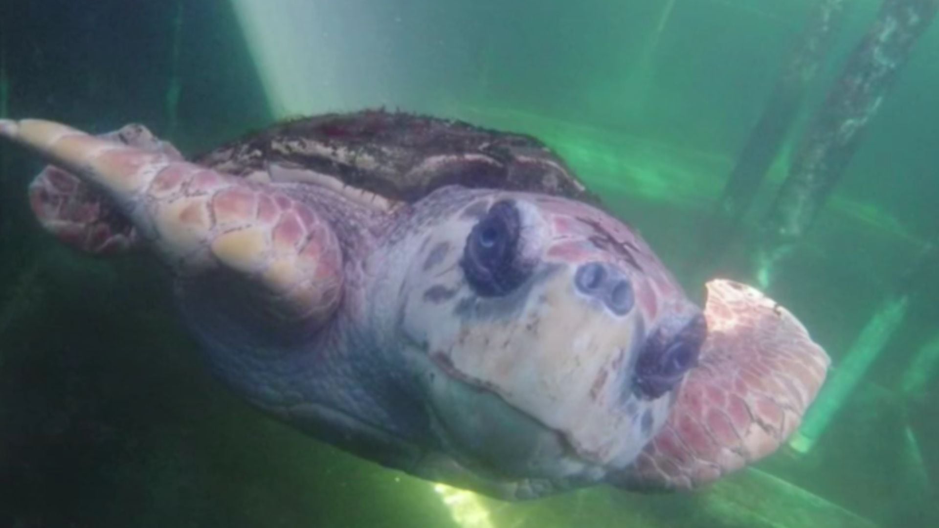 El tortugo Jorge nadó desde Mar del Plata hasta Río de Janeiro para volver a su hogar (Instagram/ @mamiferosmarinosunmdp)