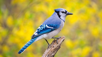 Un pájaro arrendajo azul con cresta, pico, ojos negros, plumaje azul, blanco y negro, posado en una rama de madera. Fondo borroso amarillo y verde.
