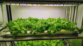 Agricultura vertical: más producción con menos agua y espacio