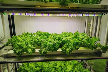 Ensayos muestran que la agricultura vertical puede multiplicar rendimientos, reducir el uso de agua y mejorar la eficiencia productiva en espacios reducidos.