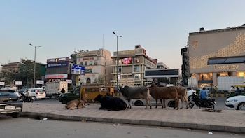 Vacas en pleno centro comercial de Nueva Deli, una postal de una India que crece sin olvidar sus tradiciones. (Foto: archivo DEF)