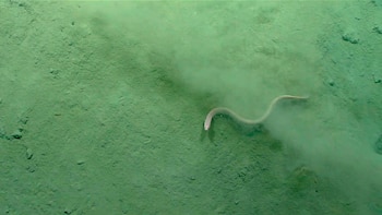 Cuando se siente amenazado,