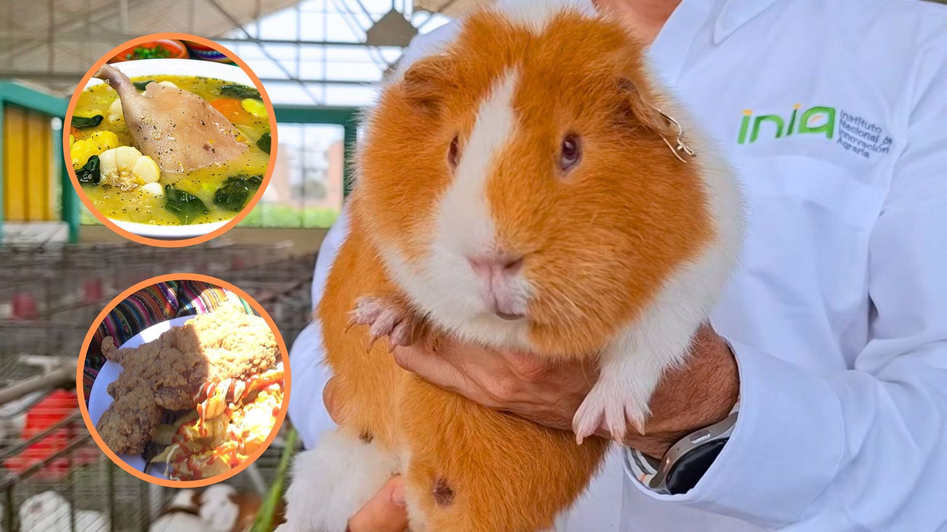 Del caldo al broaster: el cuy Merino busca conquistar la gastronomía peruana con una carne de mayor masa muscular, sabor y textura