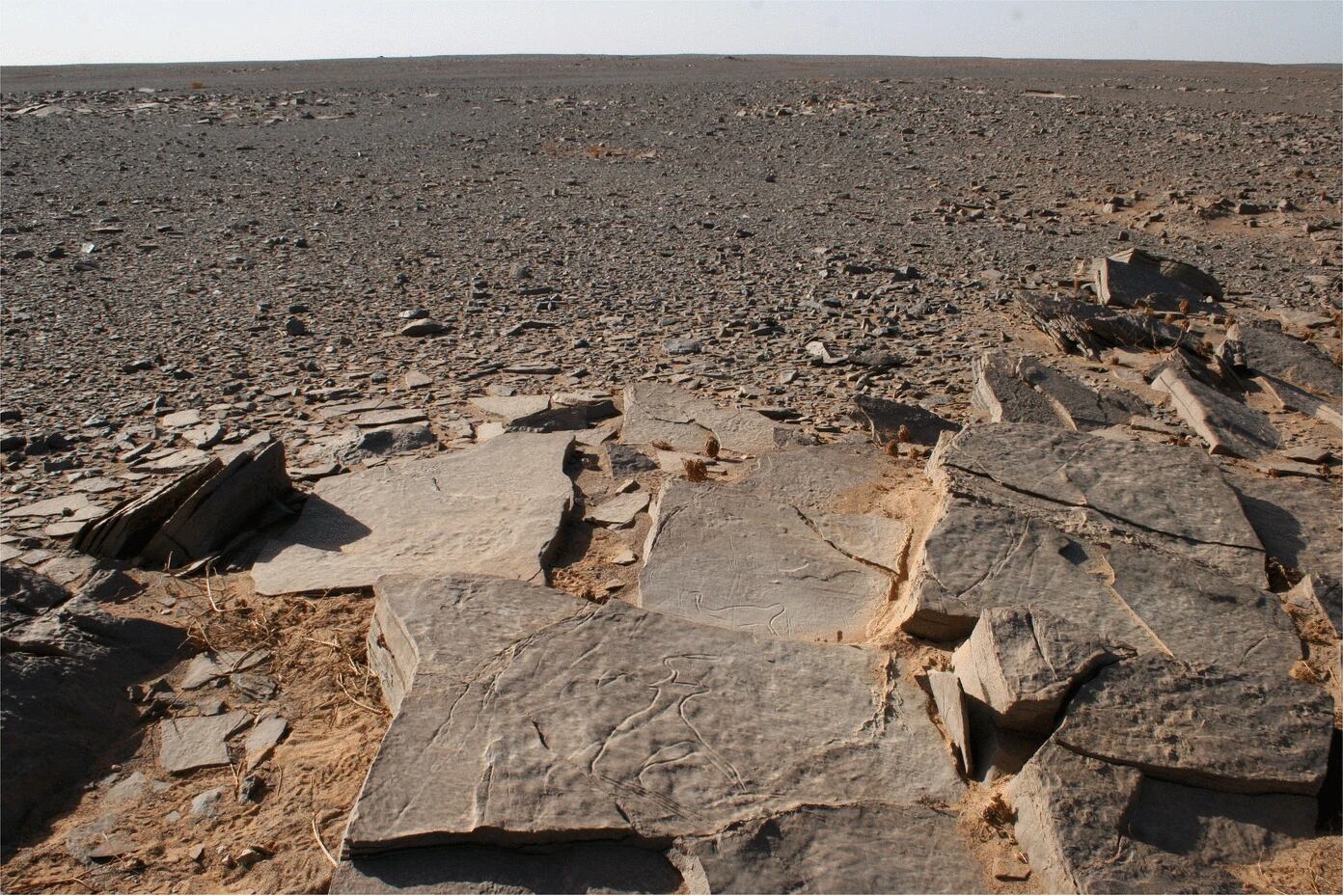 Losa grabada del Sector 43 de Sluguilla Lawash, en la zona cercana al monumento, que representa un bóvido y un avestruz. (African Archaeological Review)